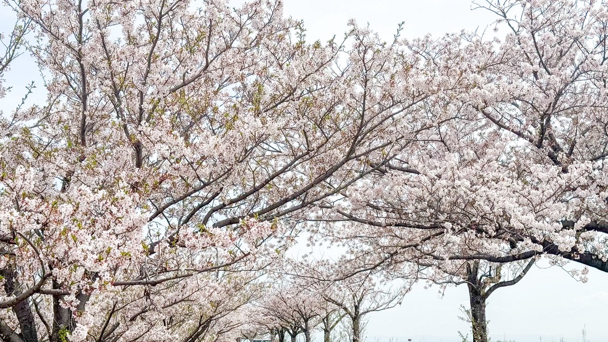 YAIBA┃ミニマリスト tweet media