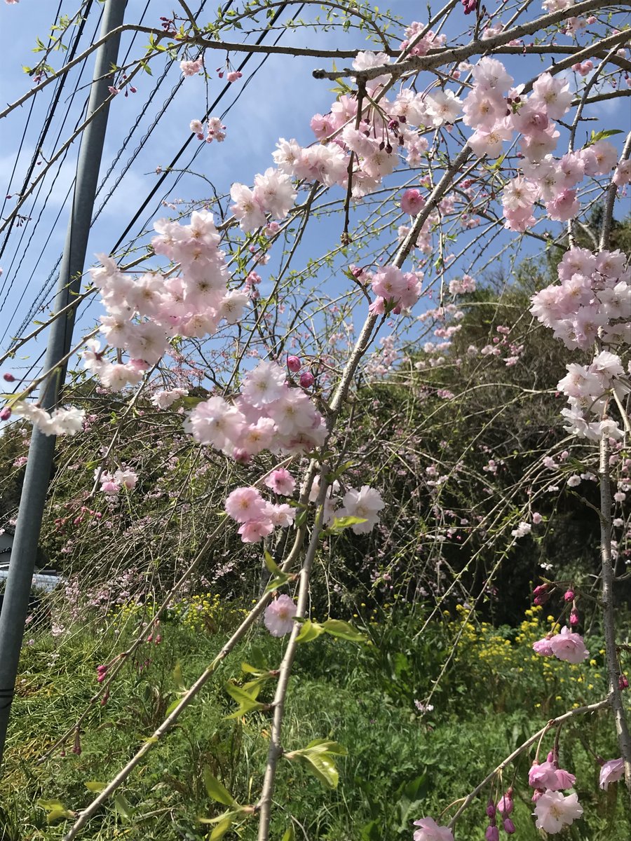 さだ坊 tweet media