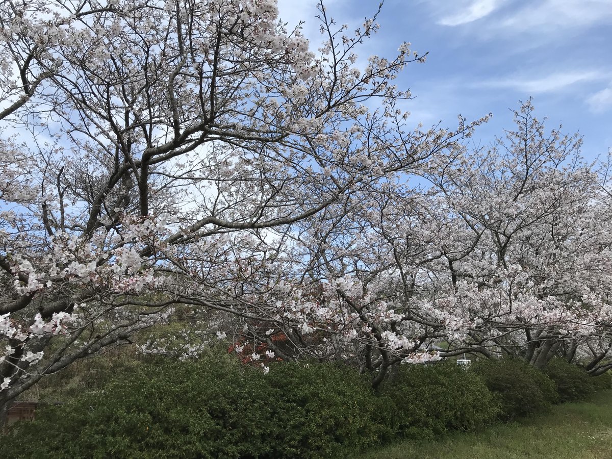 さだ坊 tweet media