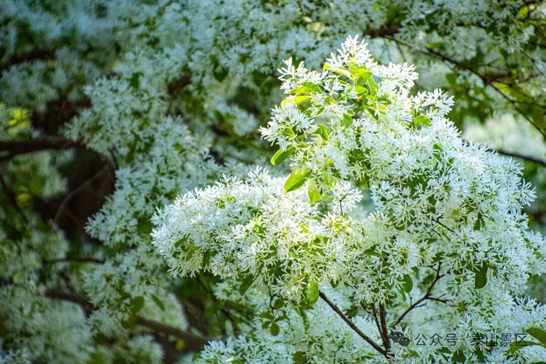 Visit Mount Tai tweet media