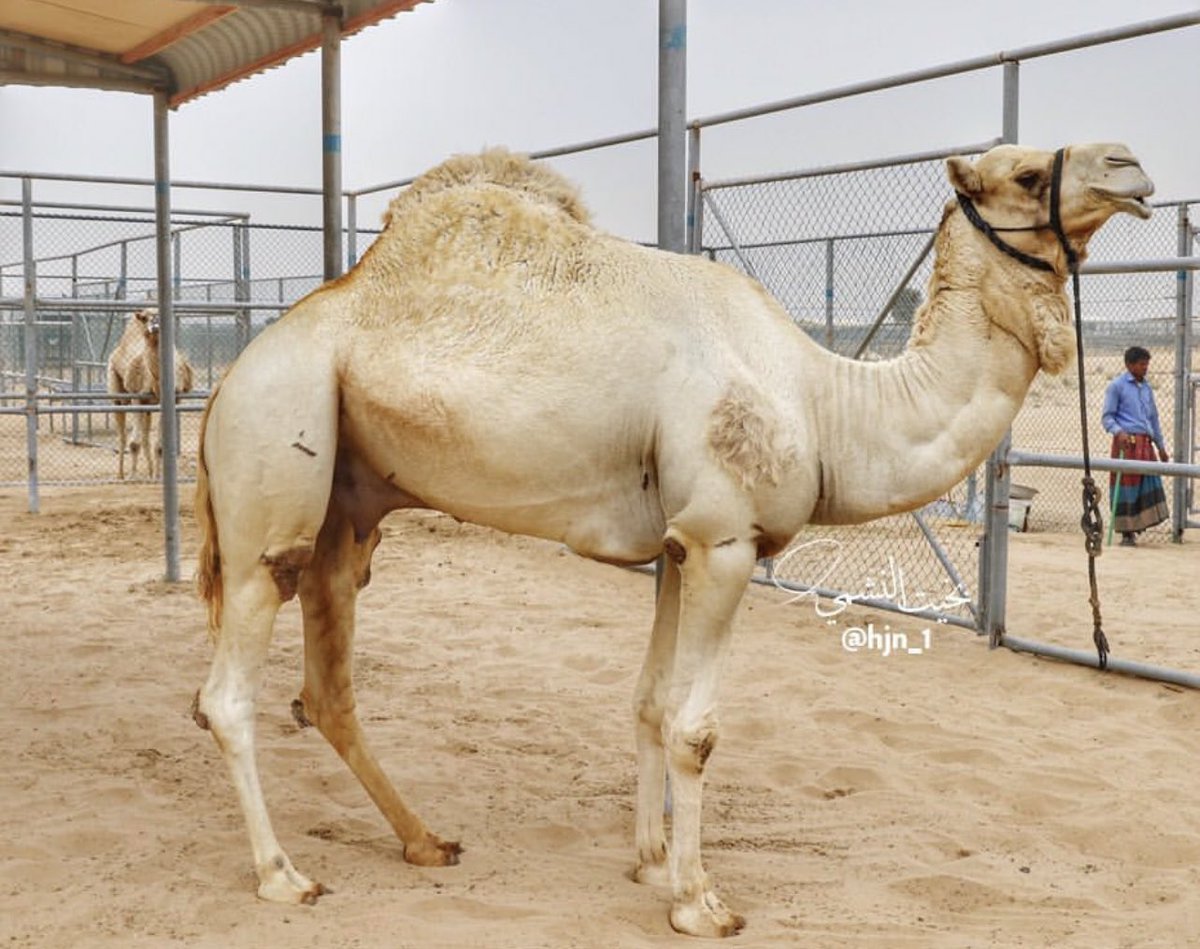 الهجن الاصايل 🐪 tweet media