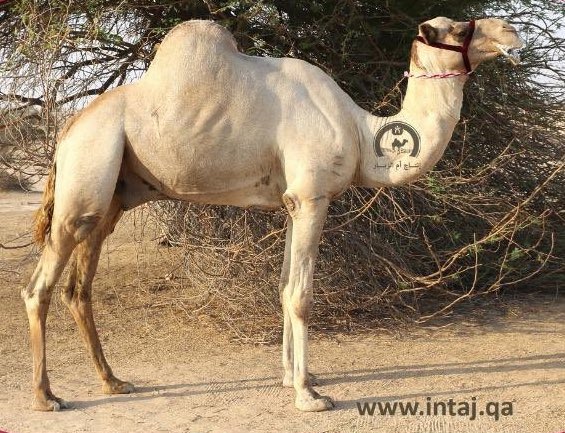 الهجن الاصايل 🐪 tweet media