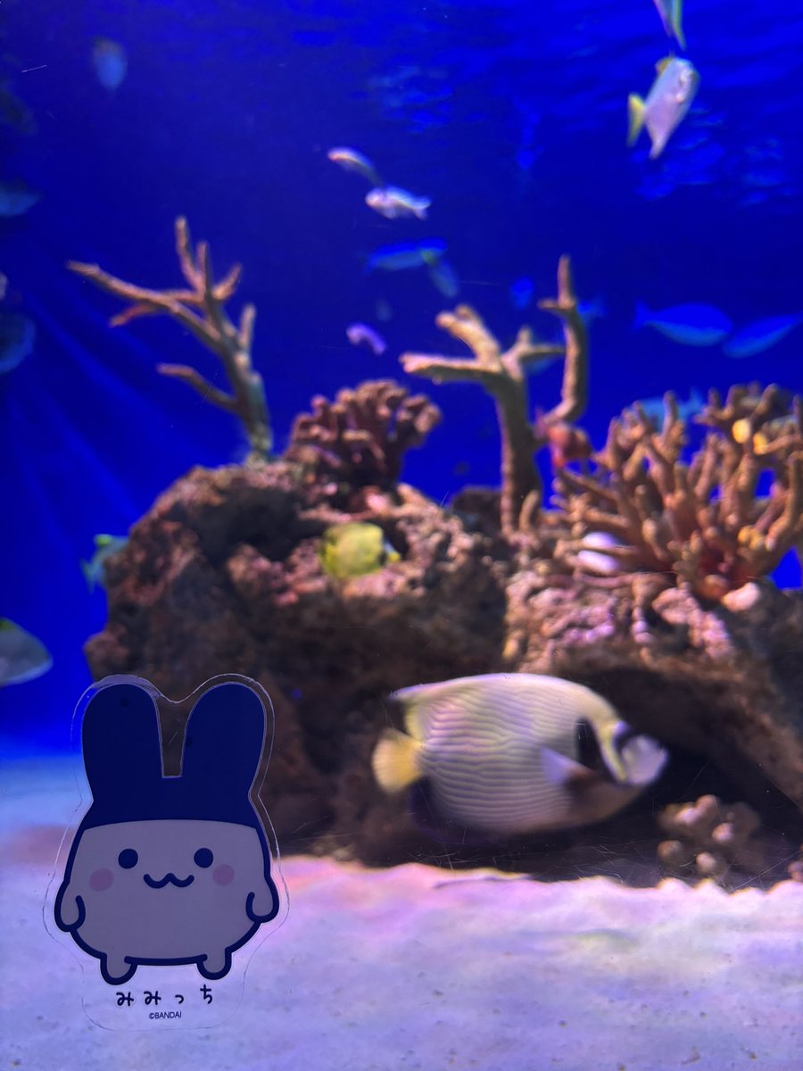 Rina✴︎ tweet media