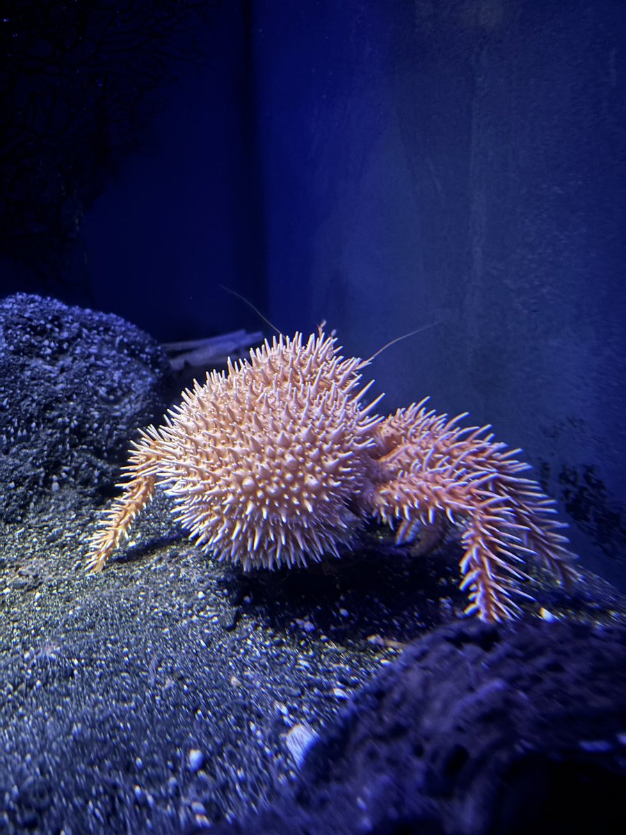 Rina✴︎ tweet media