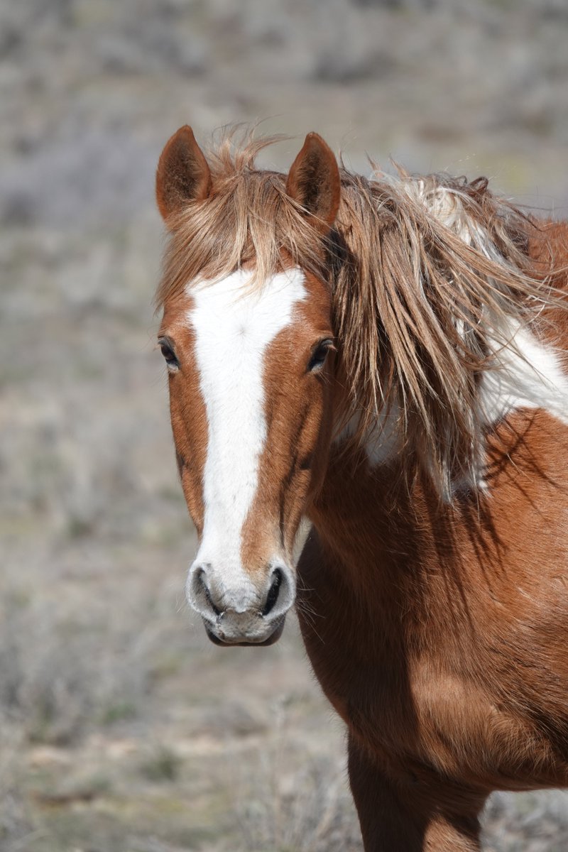 The Wild Animal Sanctuary tweet media