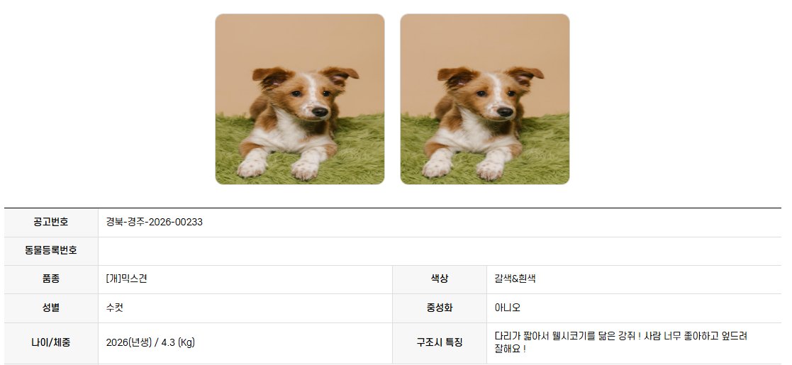 오늘의 강아지 추천 tweet media