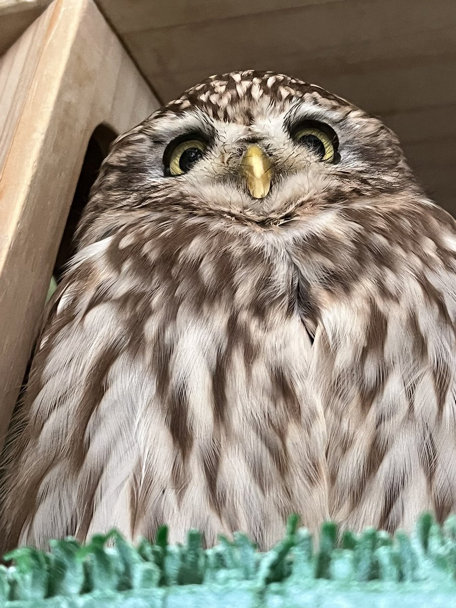 ふくろうの里 Owl Village tweet media