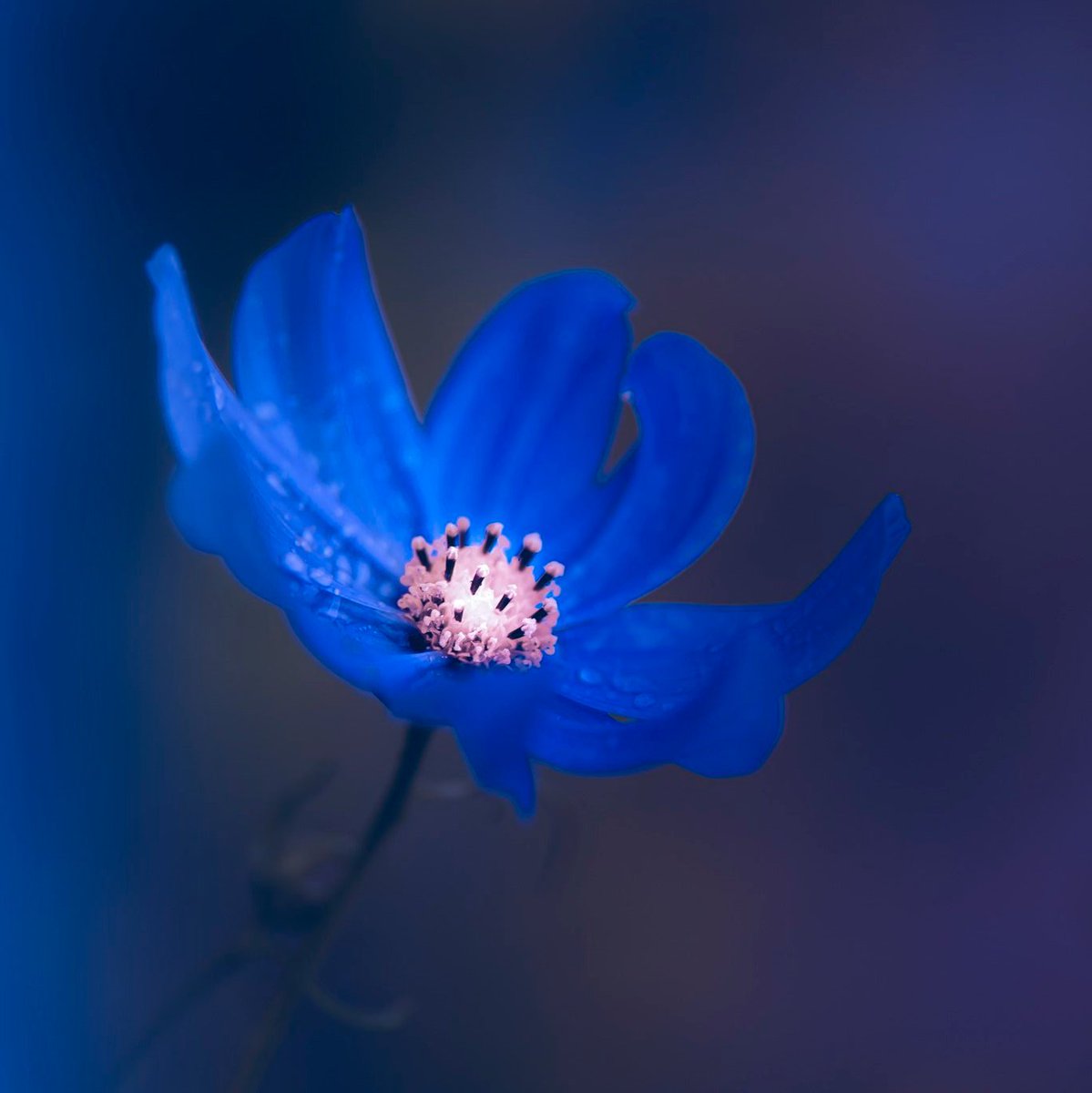 Laetitia Portal tweet media