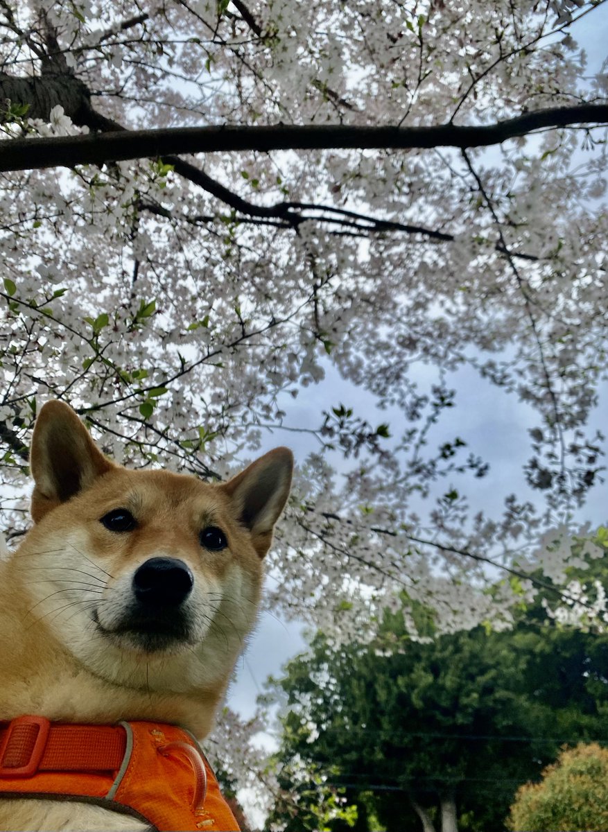 柴犬 晴(はる) tweet media