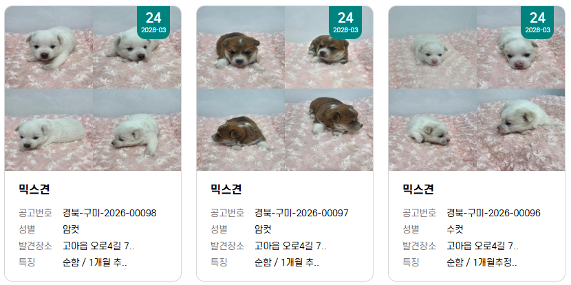 findmypaw's tweet photo. ??햄스터인줄앎

보호소에서 태어났대요! 이때의 아이들... ㅠㅠ 정말 죽기 쉬워요

입양문의는 신중하게, 하지만 결심이 서셨다면 빠르게 연락 주세요.
구미시 동물보호센터 연락처 054-481-5809 https://t.co/XVBNaaGfDj