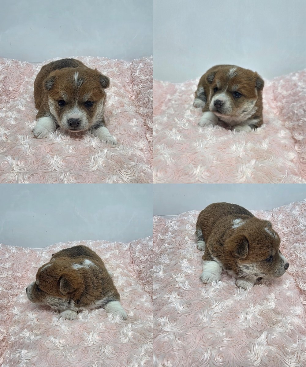 findmypaw's tweet photo. ??햄스터인줄앎

보호소에서 태어났대요! 이때의 아이들... ㅠㅠ 정말 죽기 쉬워요

입양문의는 신중하게, 하지만 결심이 서셨다면 빠르게 연락 주세요.
구미시 동물보호센터 연락처 054-481-5809 https://t.co/XVBNaaGfDj