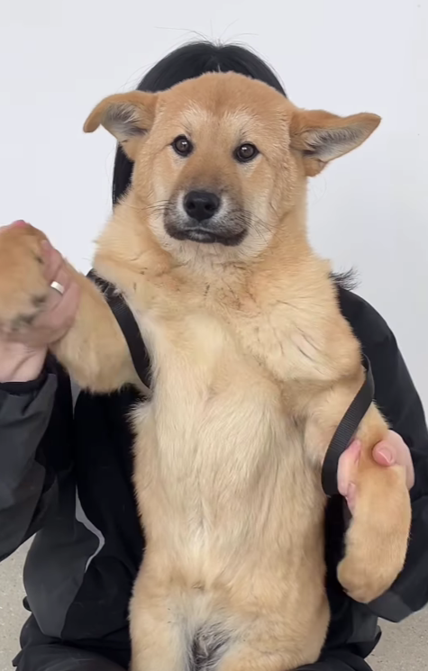 오늘의 강아지 추천 tweet media