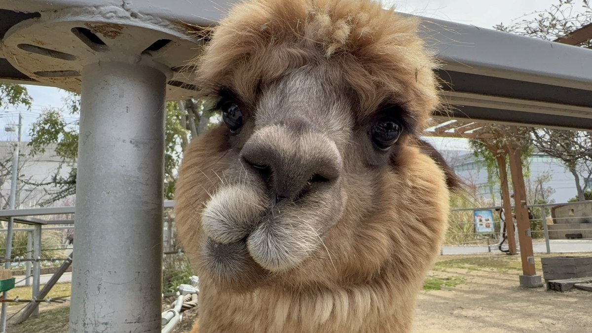 Leonore Overture No.3 tweet media