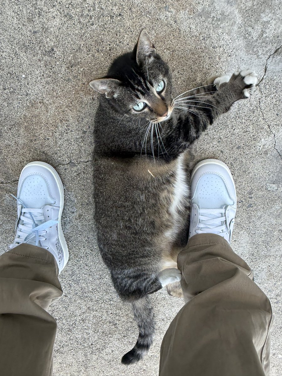 NebulousNub/ᐠ - ˕ -マ tweet media