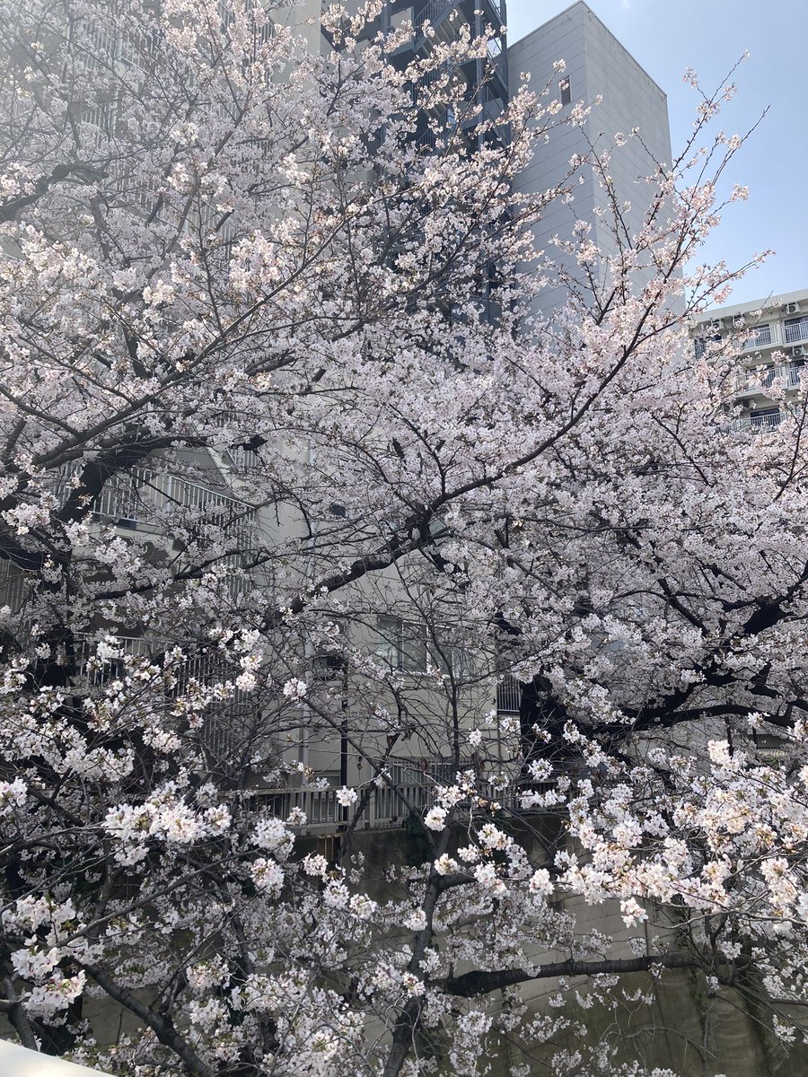 亀井芳子 tweet media