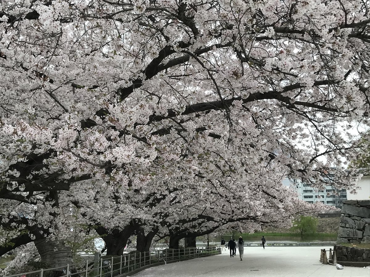 さだ坊 tweet media