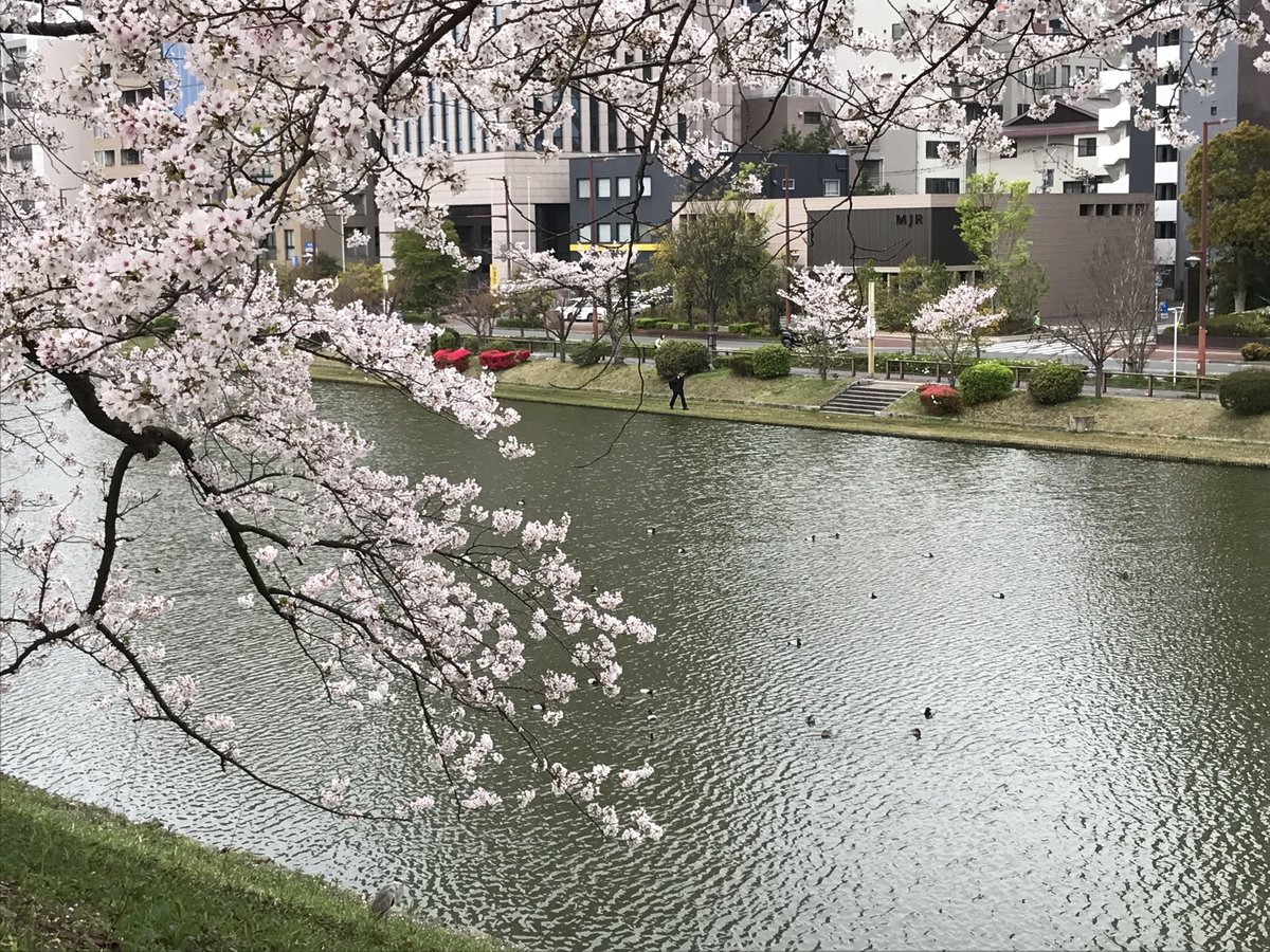 さだ坊 tweet media