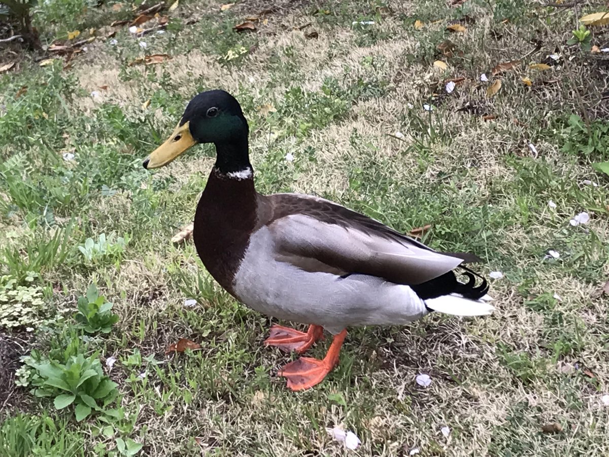 さだ坊 tweet media