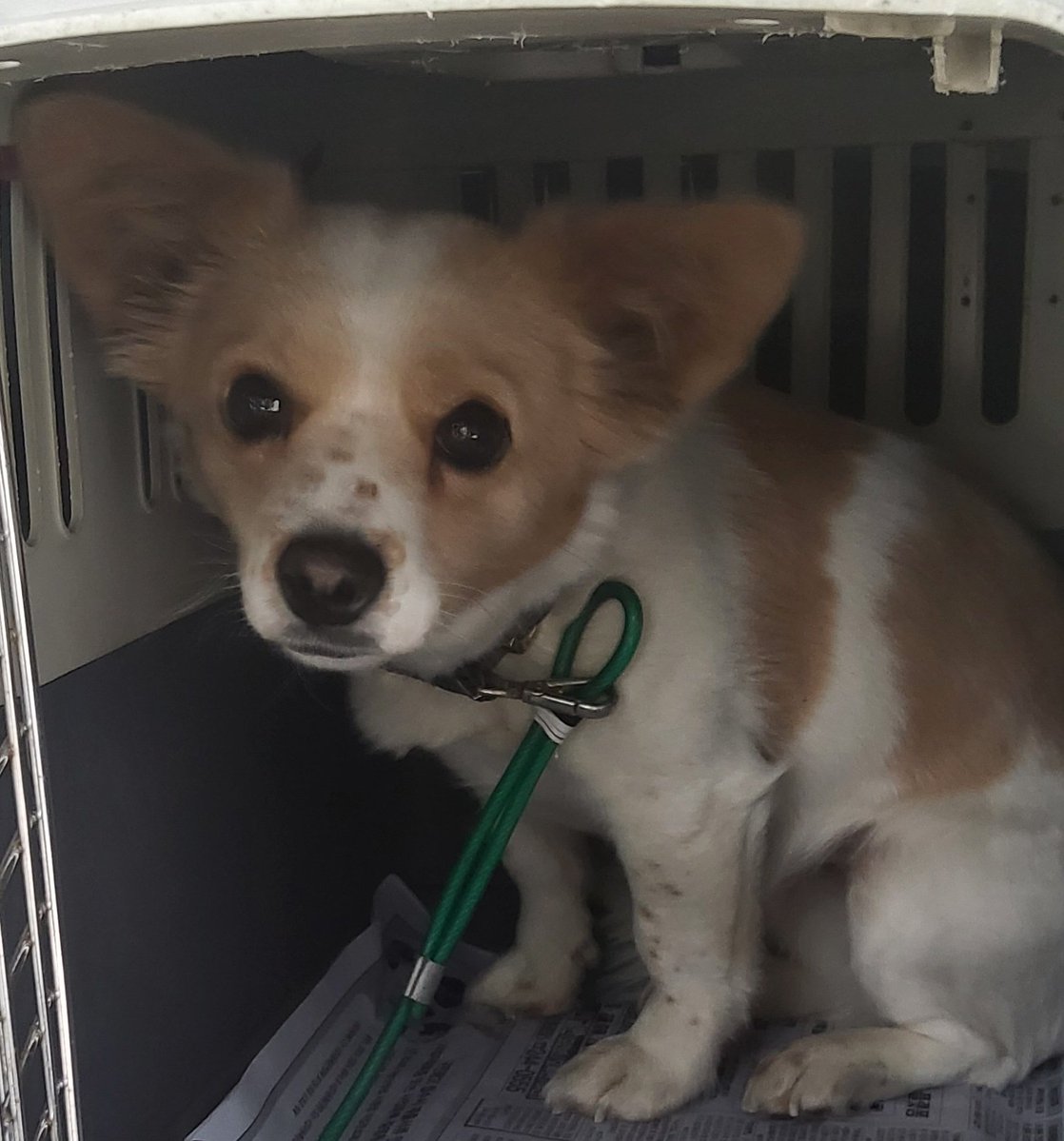 오늘의 강아지 추천 tweet media