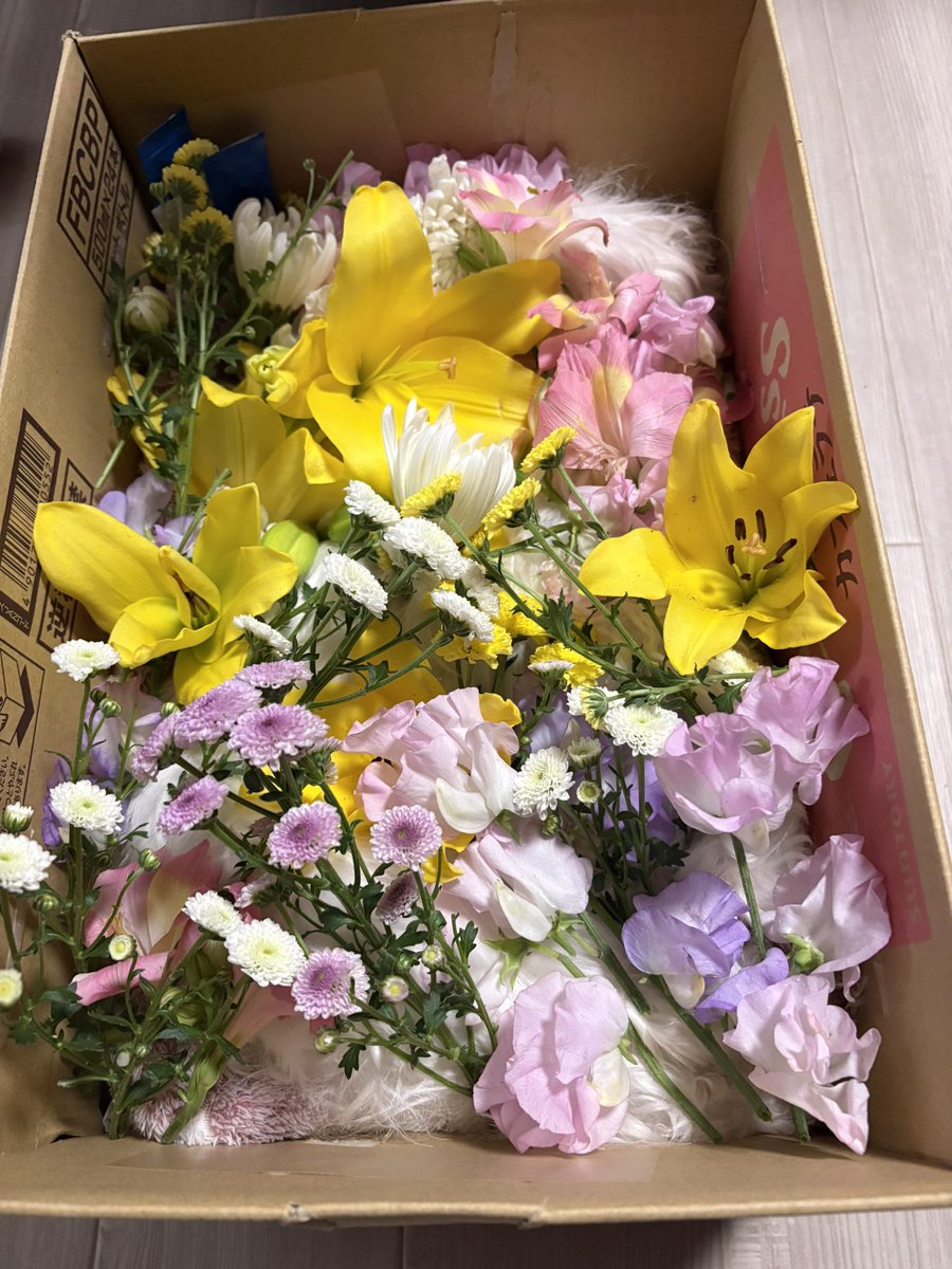 マッチュルーム🍄🎰 tweet media