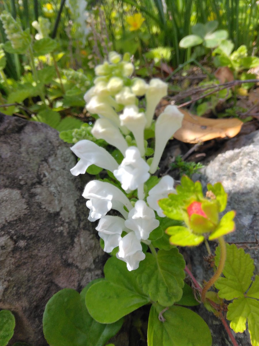 ふーにゃんばぁば tweet media