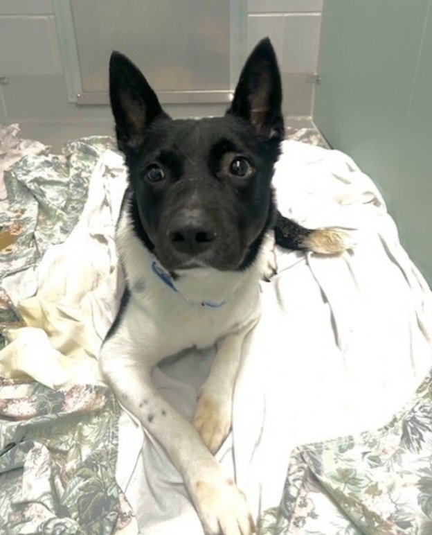 Char Bolen tweet media