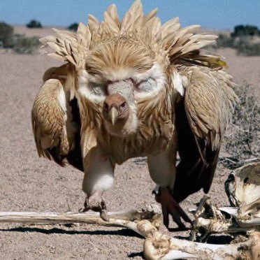 YAM_YAM2023's tweet photo. This is the Himalayan Vulture displaying its "false eyes" to appear larger and more intimidating. https://t.co/DcENW0tux2