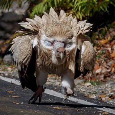 YAM_YAM2023's tweet photo. This is the Himalayan Vulture displaying its "false eyes" to appear larger and more intimidating. https://t.co/DcENW0tux2