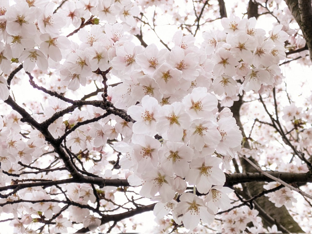 今朝の霧の中の桜、花弁も花柄(かへい)もしっとりしてます。