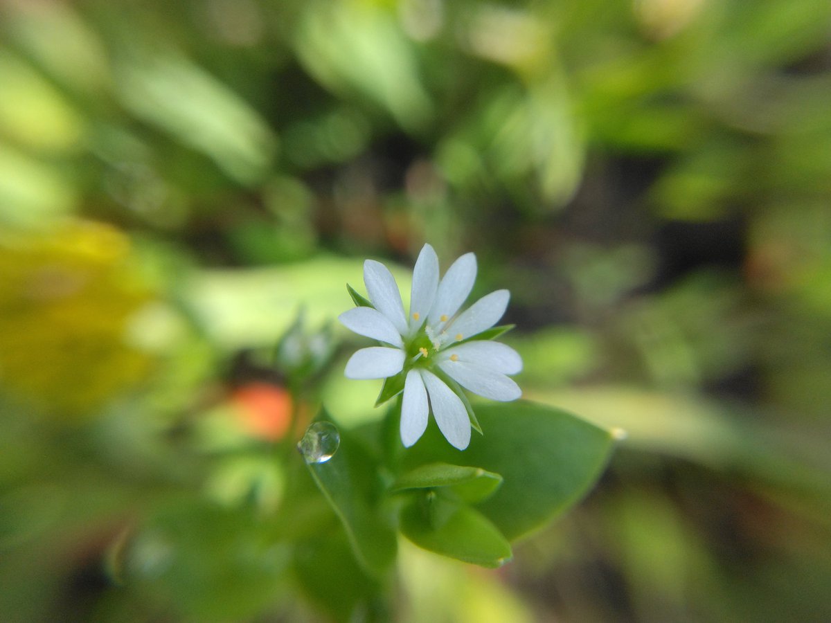 ふーにゃんばぁば tweet media