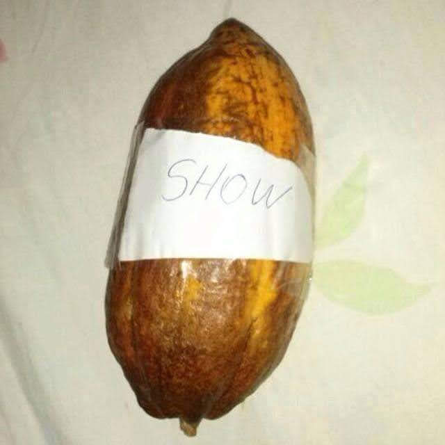 Tio Cuca tweet media