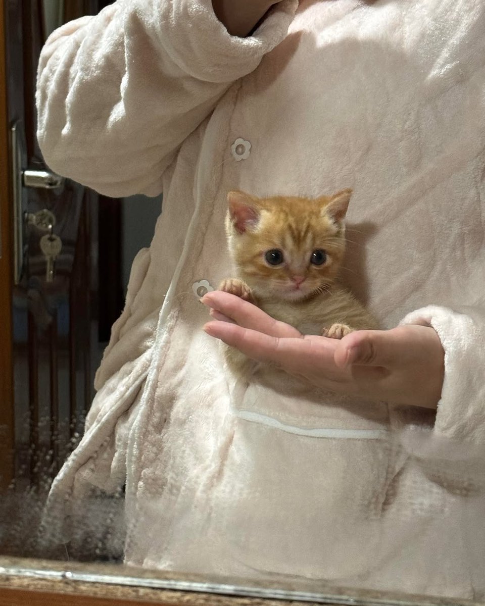 Daily Cat Posts tweet media