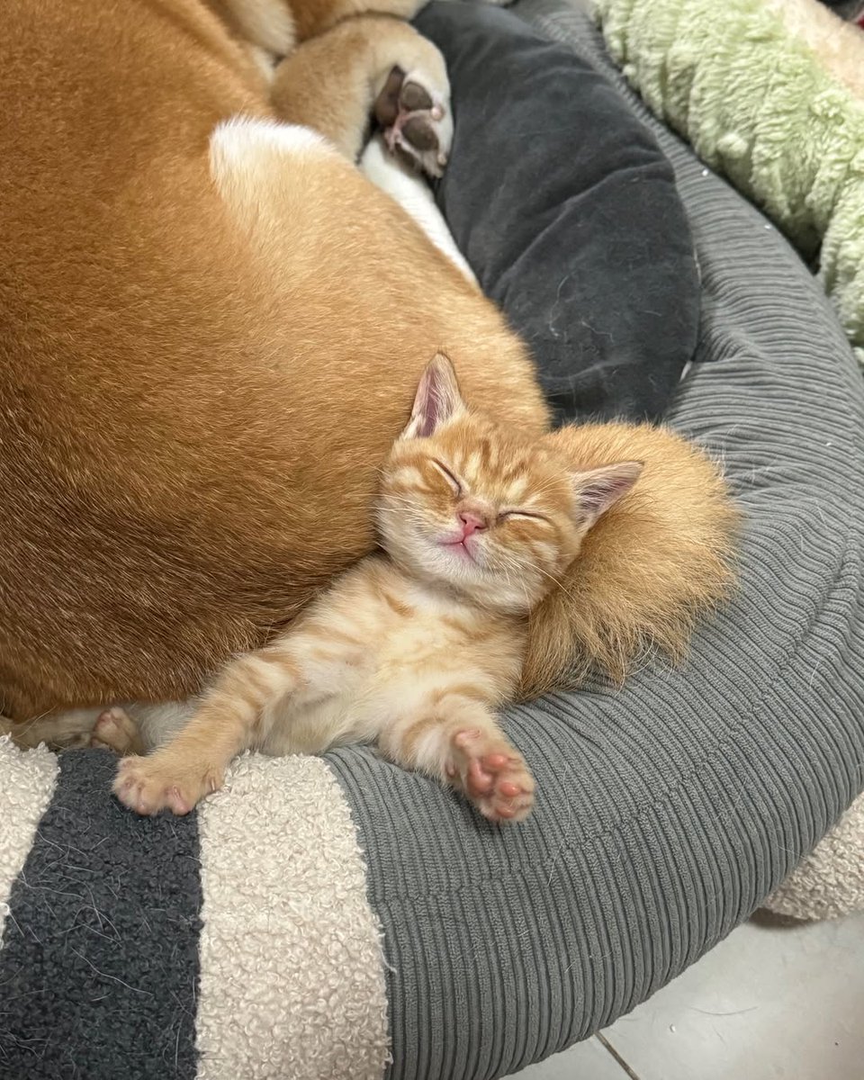 Daily Cat Posts tweet media