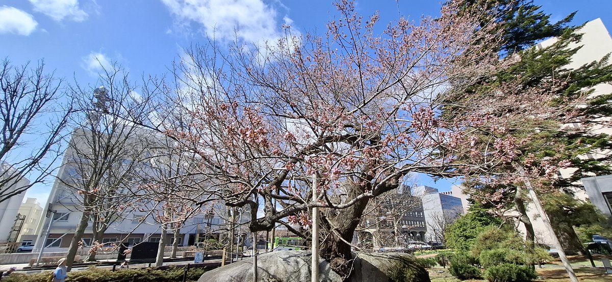 pref_iwate_mori's tweet photo. #石割桜 開花しました！
盛岡は朝からいいお天気☀️
青空に映えた #桜 がとても綺麗です✨
今週は、盛岡広域圏内の #さくらまつり🌸についてもお知らせしていきます
どうぞお楽しみに😊 https://t.co/MwX4b2FzK2