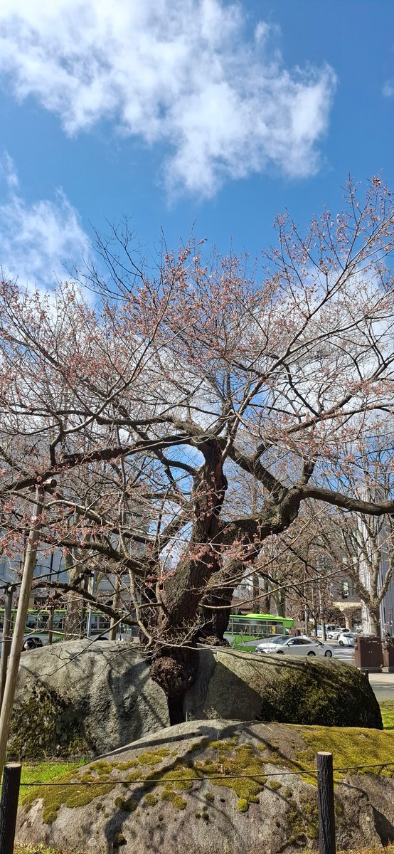 pref_iwate_mori's tweet photo. #石割桜 開花しました！
盛岡は朝からいいお天気☀️
青空に映えた #桜 がとても綺麗です✨
今週は、盛岡広域圏内の #さくらまつり🌸についてもお知らせしていきます
どうぞお楽しみに😊 https://t.co/MwX4b2FzK2