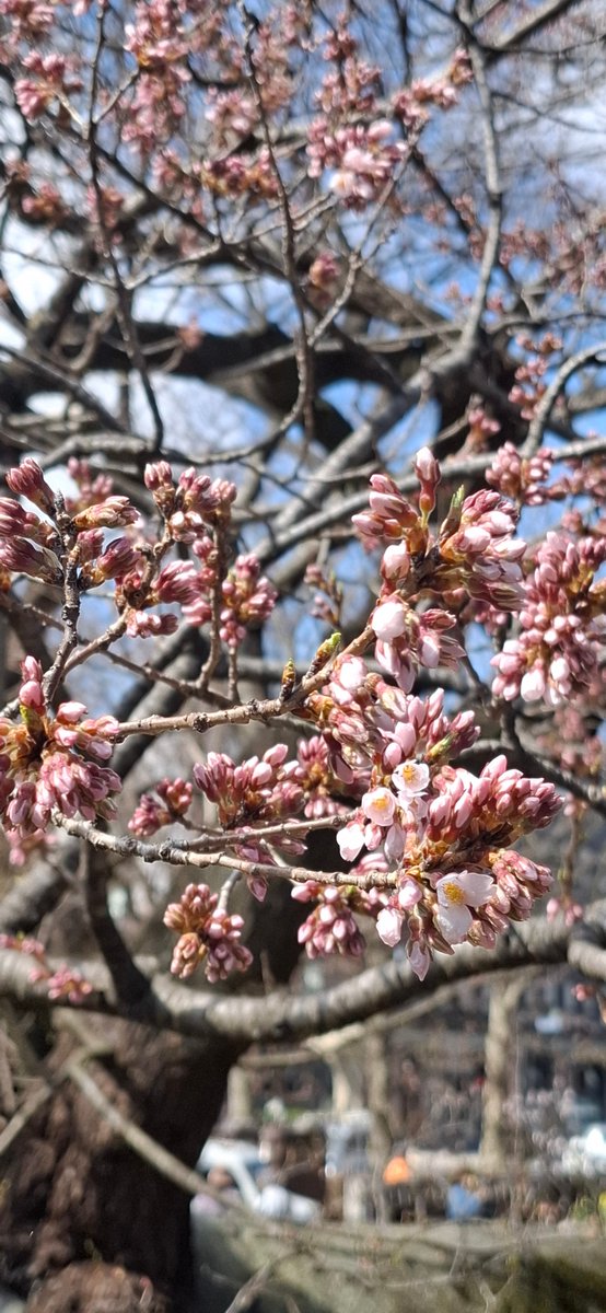 pref_iwate_mori's tweet photo. #石割桜 開花しました！
盛岡は朝からいいお天気☀️
青空に映えた #桜 がとても綺麗です✨
今週は、盛岡広域圏内の #さくらまつり🌸についてもお知らせしていきます
どうぞお楽しみに😊 https://t.co/MwX4b2FzK2