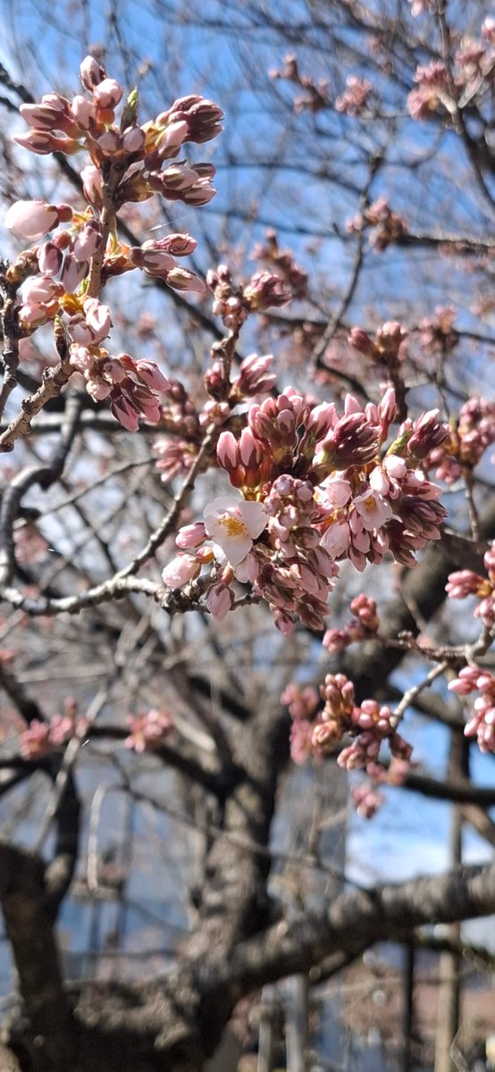 pref_iwate_mori's tweet photo. #石割桜 開花しました！
盛岡は朝からいいお天気☀️
青空に映えた #桜 がとても綺麗です✨
今週は、盛岡広域圏内の #さくらまつり🌸についてもお知らせしていきます
どうぞお楽しみに😊 https://t.co/MwX4b2FzK2