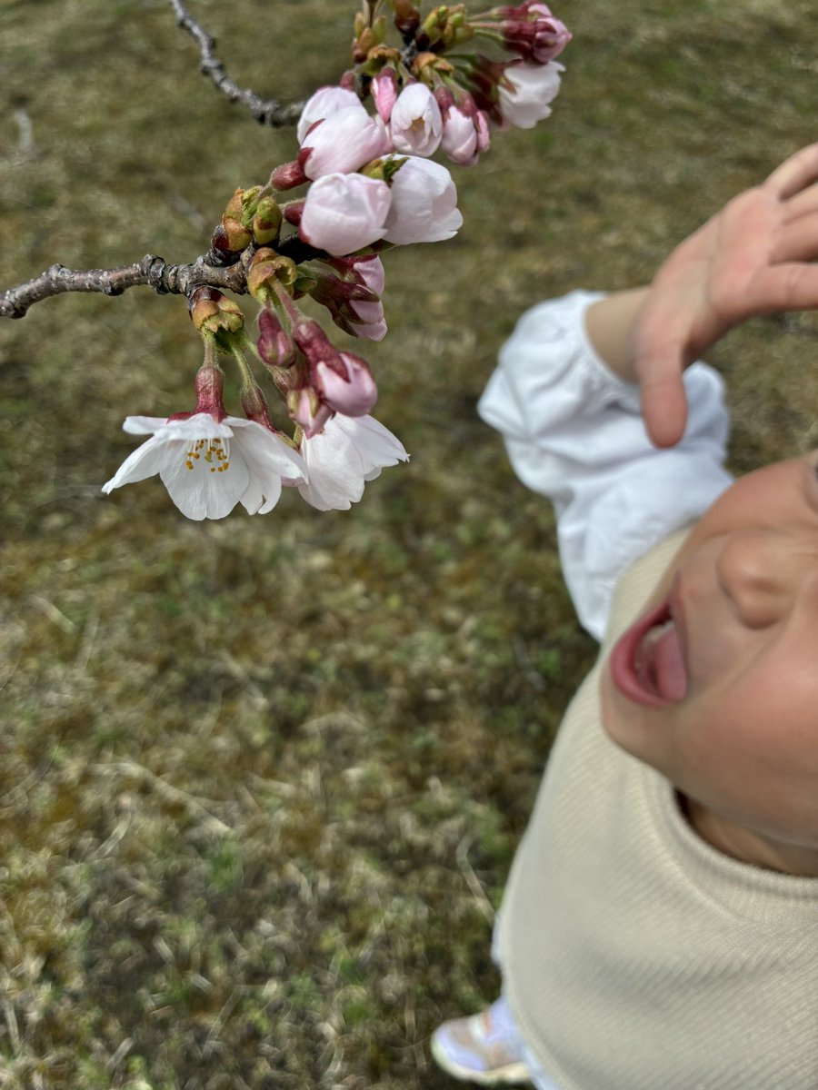 大石真翔 tweet media