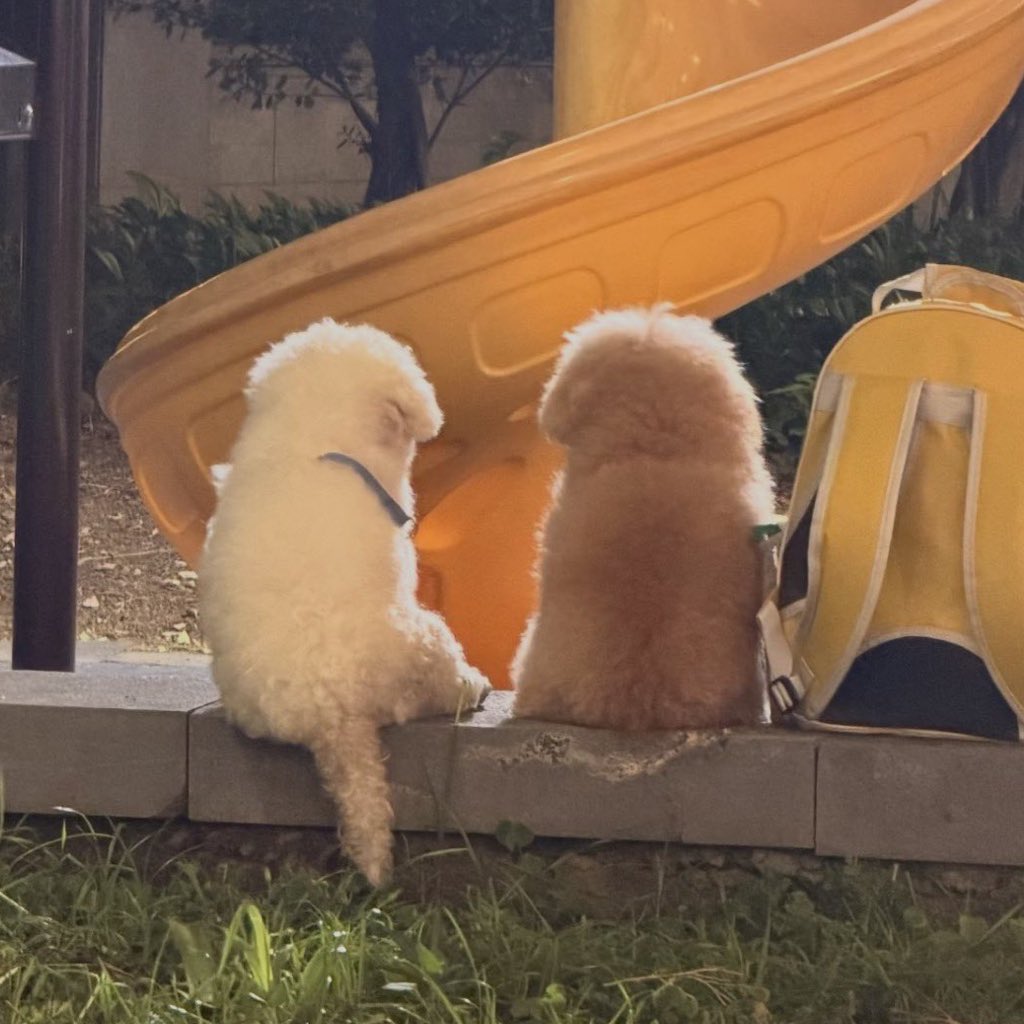 misyubibi tweet media