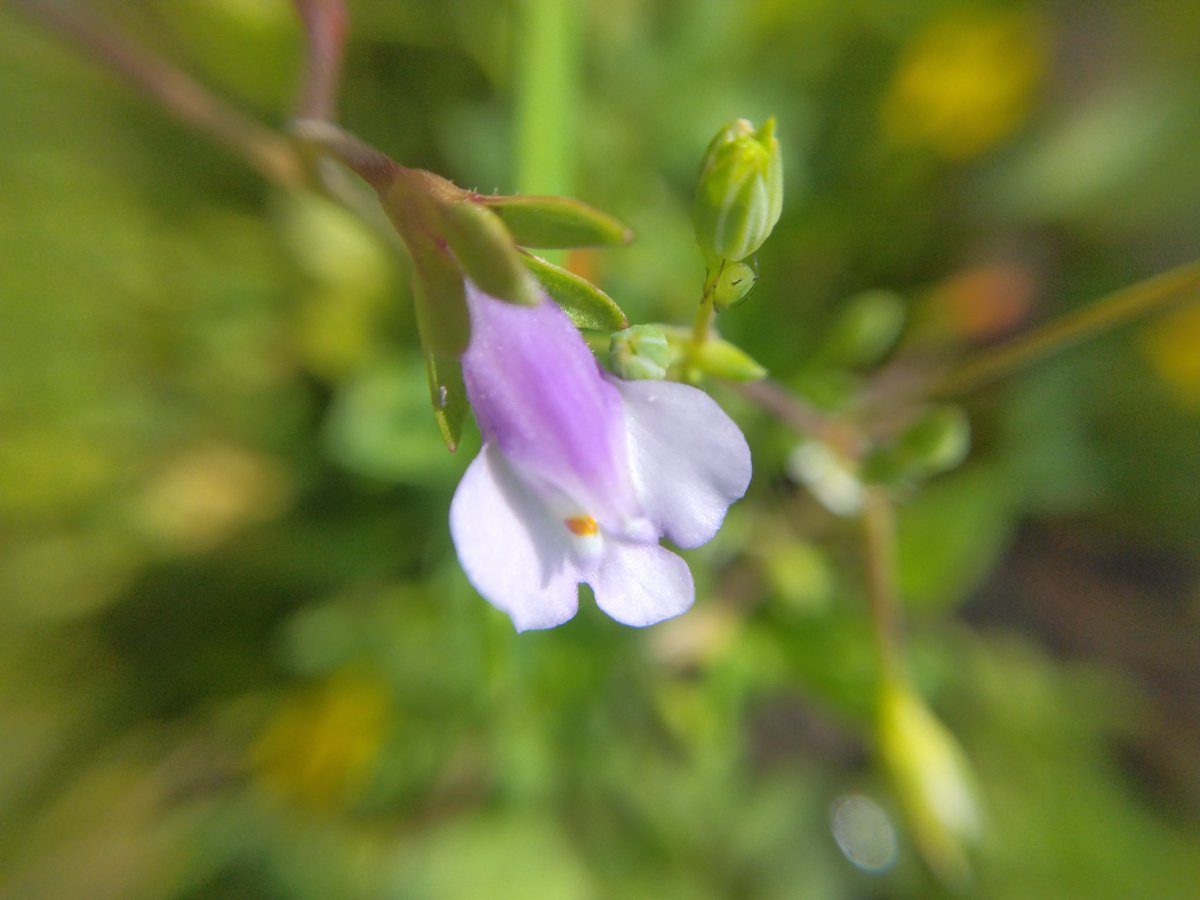 ふーにゃんばぁば tweet media