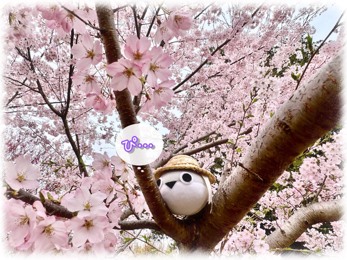 昨日行ってきた🌸

🌸花見じゃ🌸
昨日は未明まで☔️予報だったので　りぇんりぇん達はお留守番
ご同行はてんこもりピス1魚(名)様🐟

そして…

魚も木に登れる　と気付いてしまったピスであった…www

(◉▼◉)…ﾋﾟ♬
🌳🌸🌳🌸🌳

 #桜 #花見 #南面千本桜 #サカバンバスピス #ぴす #ピス #天官赐福