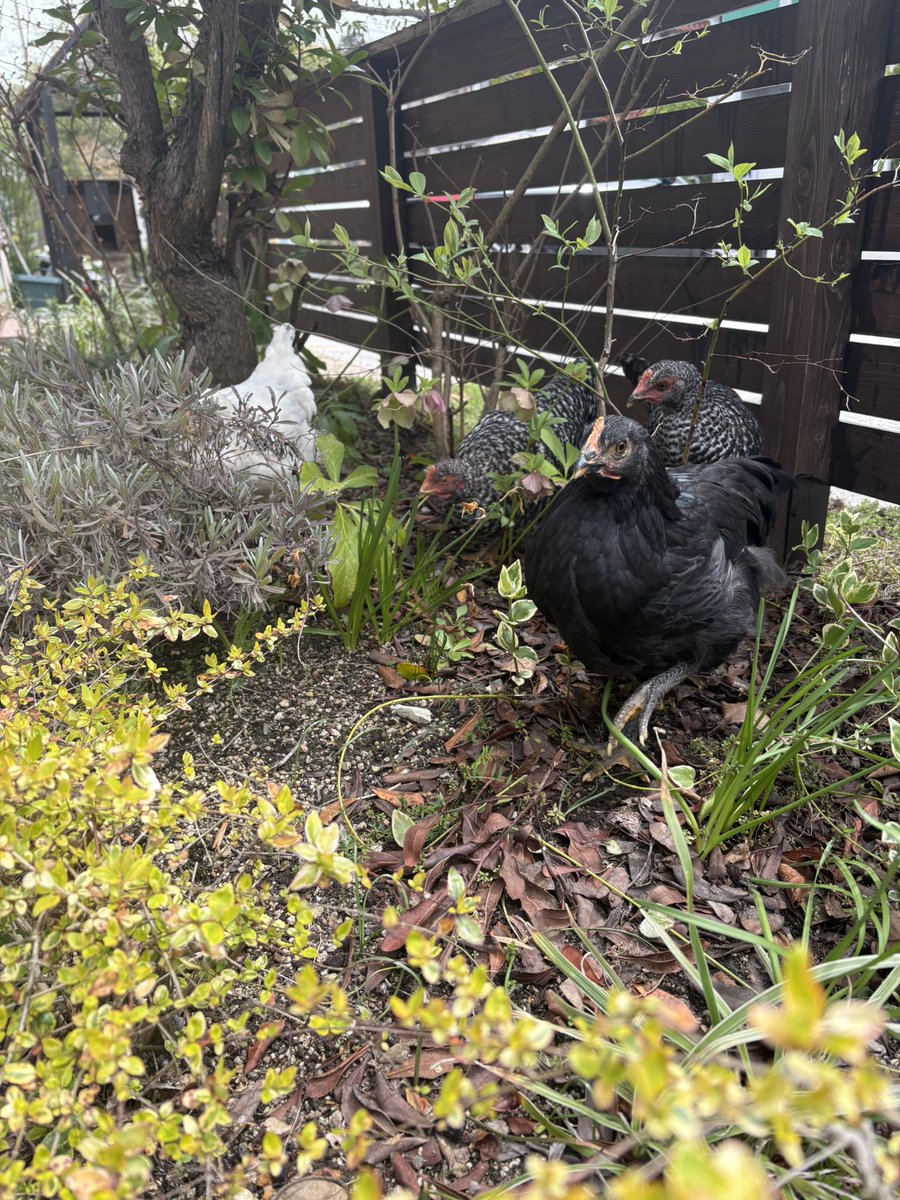 おはよう鶏🐓