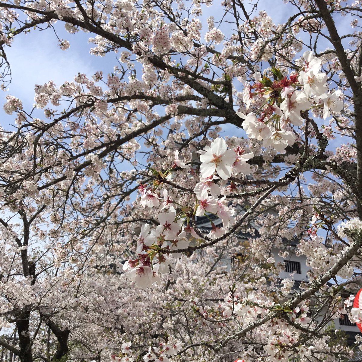 唐津城【公式】 tweet media