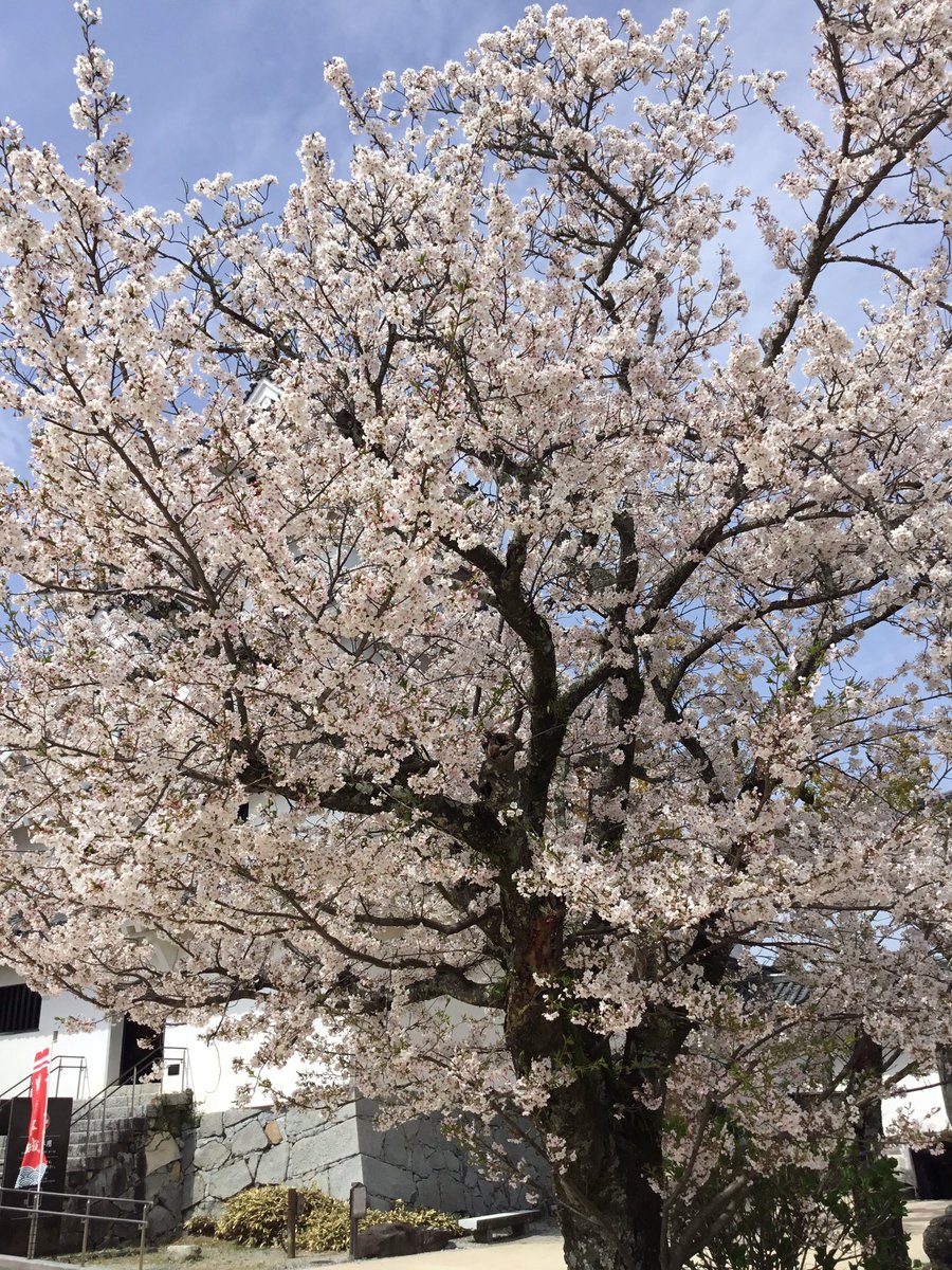 唐津城【公式】 tweet media