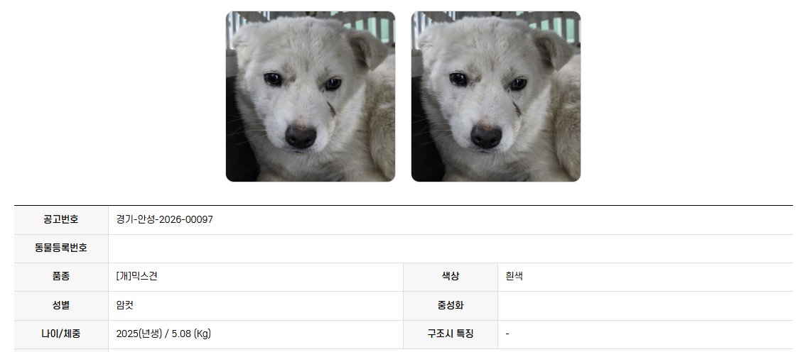 오늘의 강아지 추천 tweet media