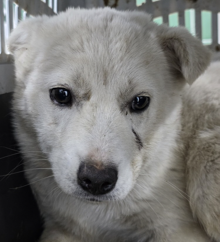 오늘의 강아지 추천 tweet media