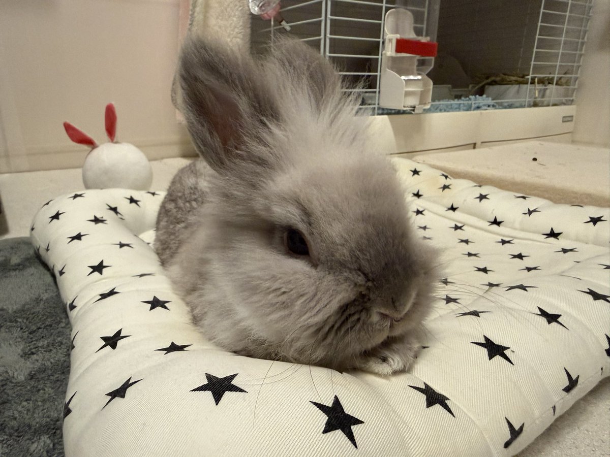 れおん🐰 tweet media