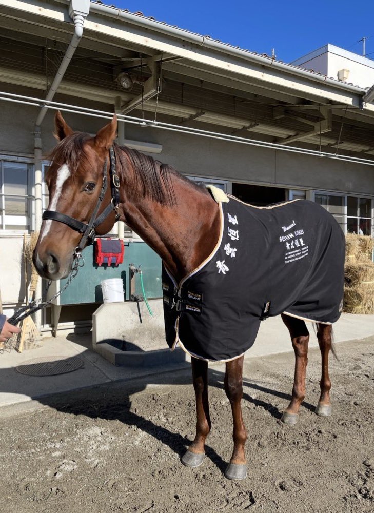 上原博之厩舎【ウエハラヒロユキキュウシャ🍀】 tweet media