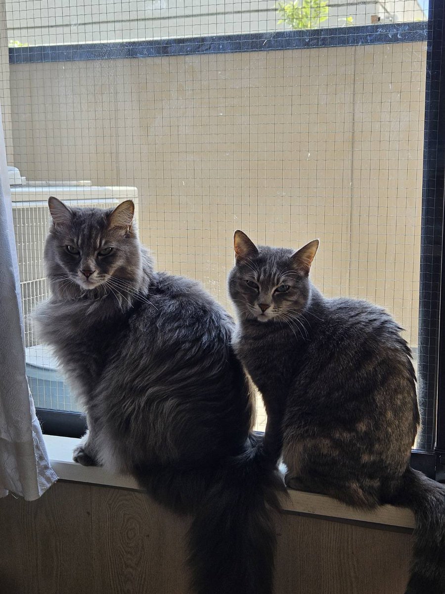 湯川れい子 tweet media