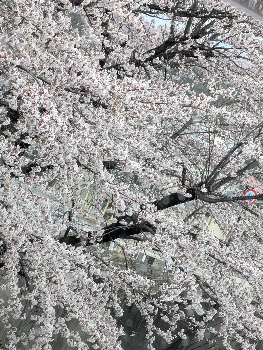 ぐでぇ子 tweet media